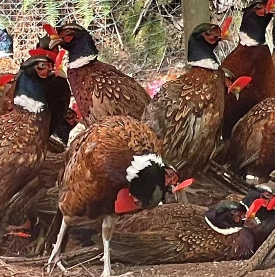 一公两母大山散养山鸡包邮到家
