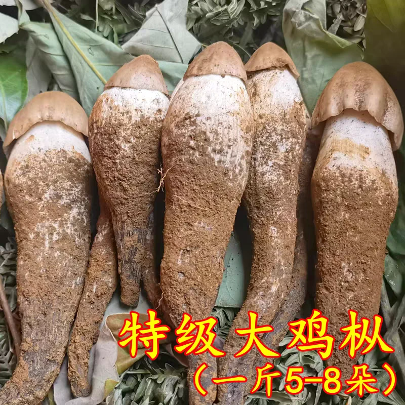 鸡枞菌云南野生鸡枞菌野山菌黄皮鸡枞当季商用鲜活顺丰空运新鲜