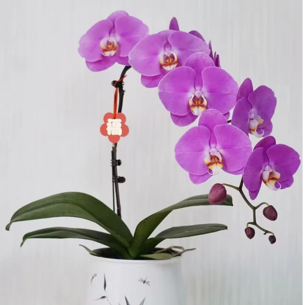 【粉宝图】 大花型 花色鲜艳 优质苗情 广州直发