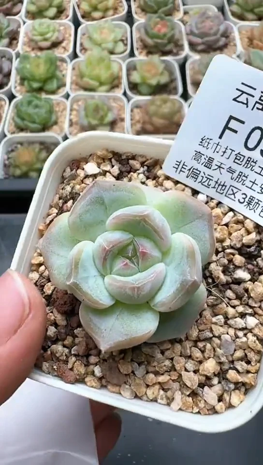 055F云禹多肉植物 默认脱土纸巾打包 3颗包邮