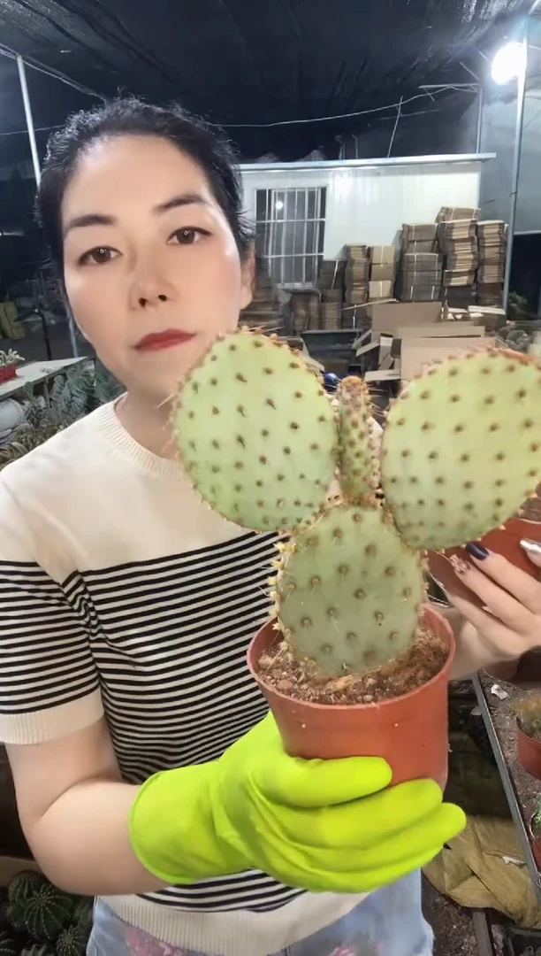米奇圣丽塔仙人球