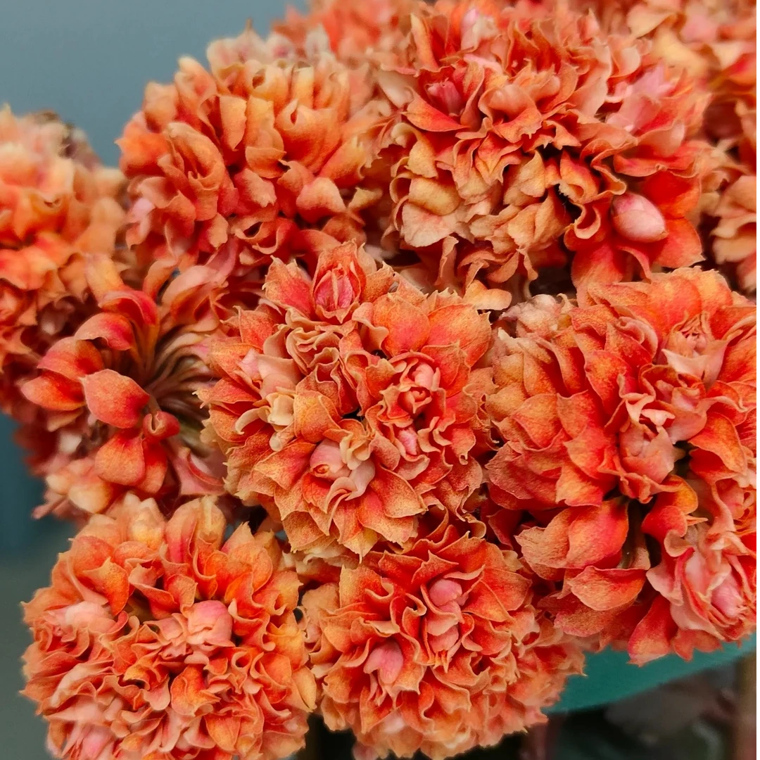 【石榴花神】长寿花四季开花阳台盆栽大花重瓣花卉植物