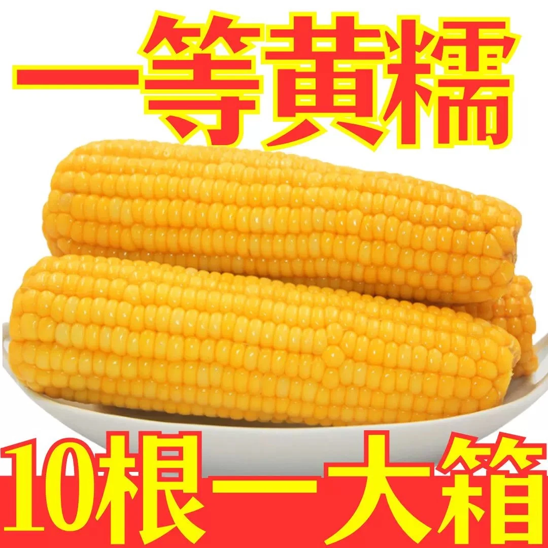 【整箱10根5-6斤】东北黄糯玉米甜糯软糯香甜（试吃3根）