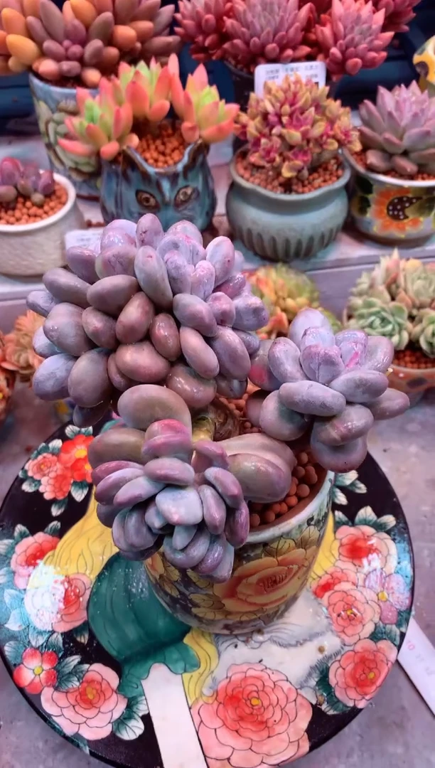 香水石化缀447M（一物一拍，精品多肉，所见即所得 ）