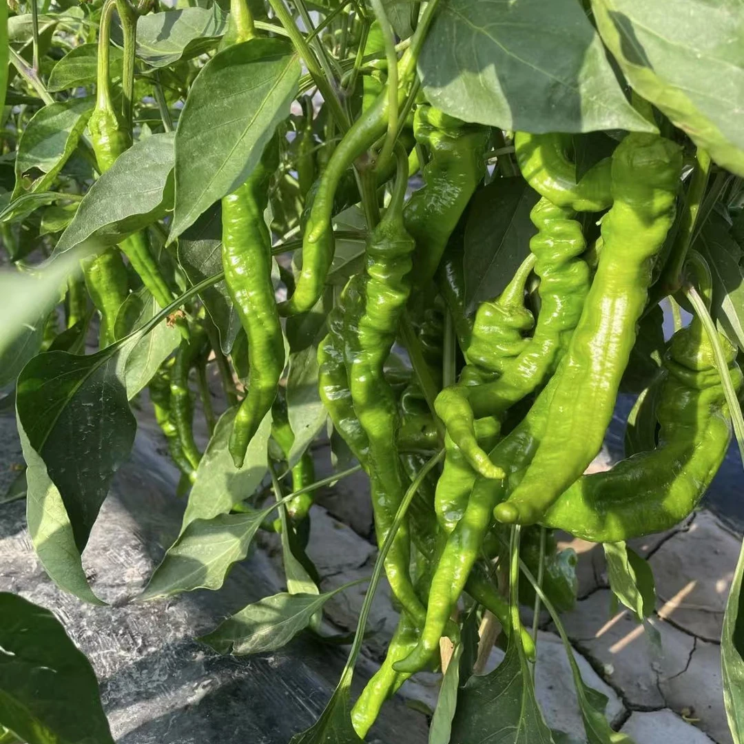 【螺丝椒】甘肃高原螺丝椒皮薄脆嫩新鲜采摘微辣口