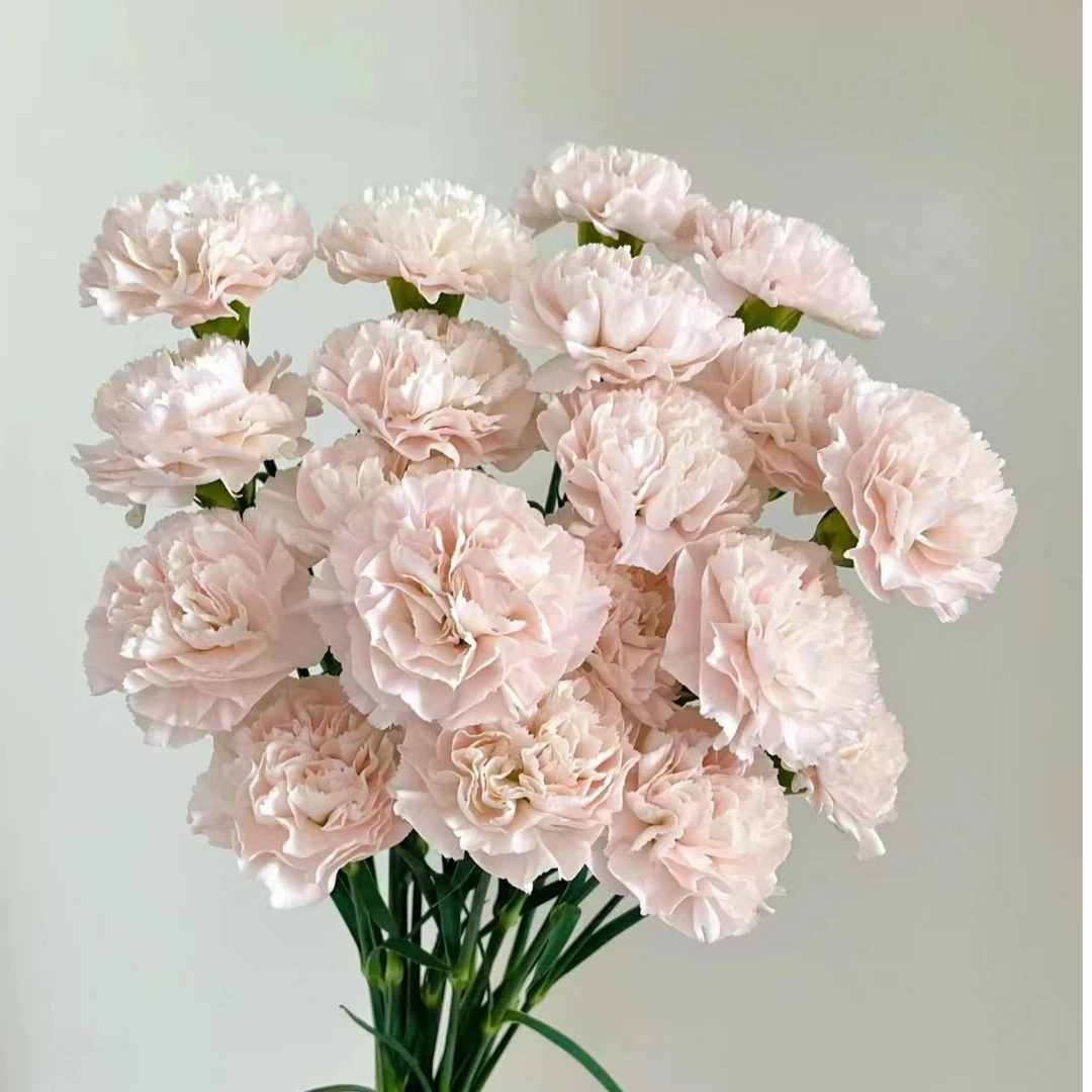 流光粉康乃馨 神圣之花淡雅的色彩和渐变效果好养活云南顺丰包邮