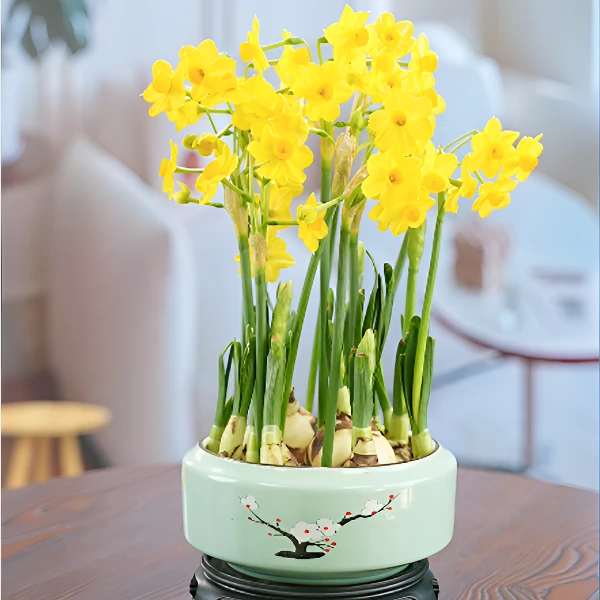 【金水仙花】漳州龙袍水仙花种球带花苞带盆发货正宗特大级开花浓香