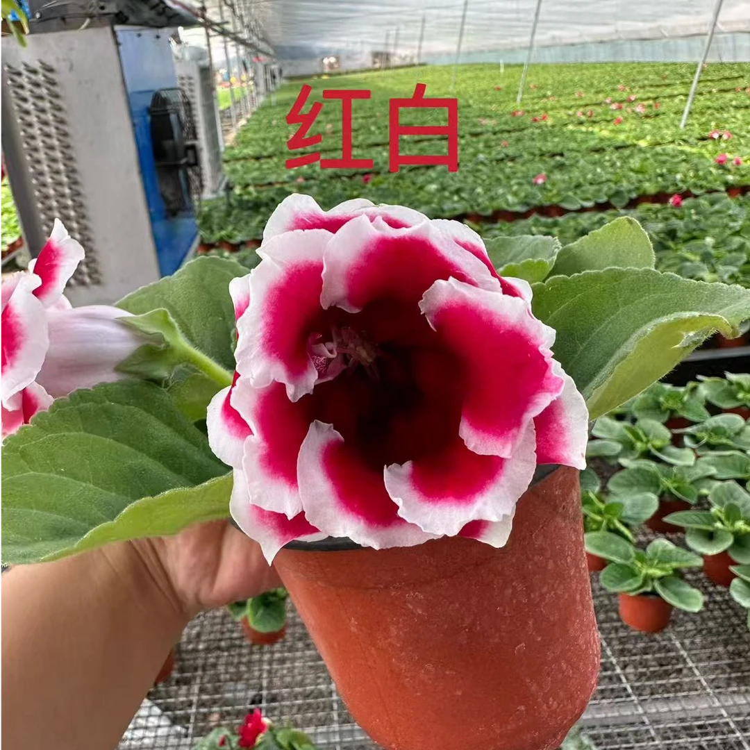 【红色白边】~大岩桐芙蓉花，重瓣大花带花带花苞发货室内美观耐高温