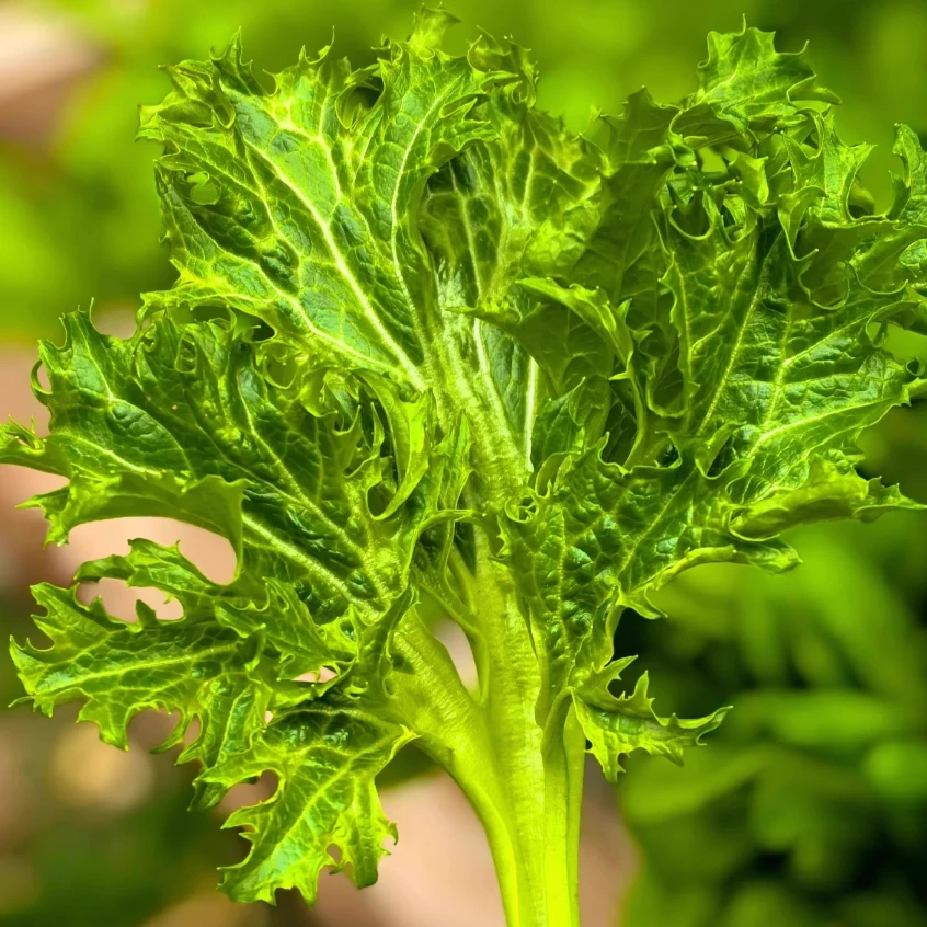 香芥菜种子香叶饺子菜四川重庆特色春秋冬四季农家田园蔬菜种子