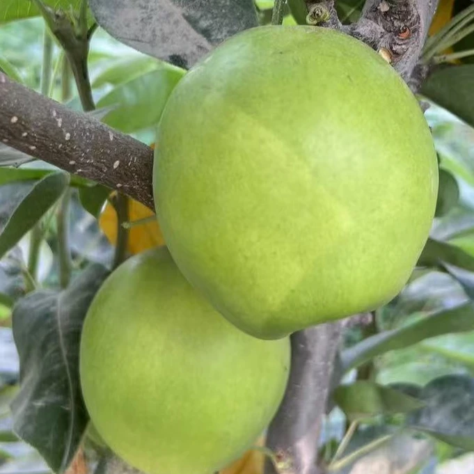 酥脆1号梨 脆爽多汁 甘甜爽口 百吃不厌  深受喜爱 特别好吃