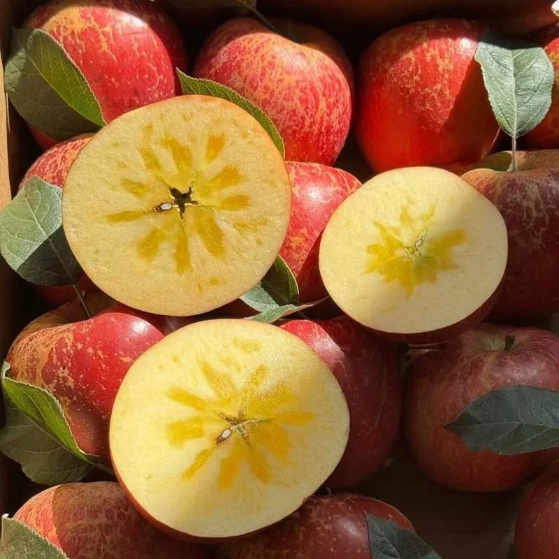 云南昭通冰糖心丑苹果正宗当季鲜果脆甜多汁现摘现发5/10斤装包邮