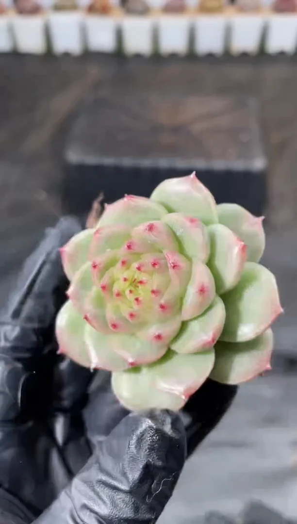 7-71 翡冷翠4-5厘米 量拍发一颗