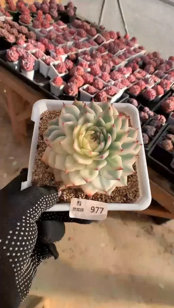 997吉娃娃锦一物一拍