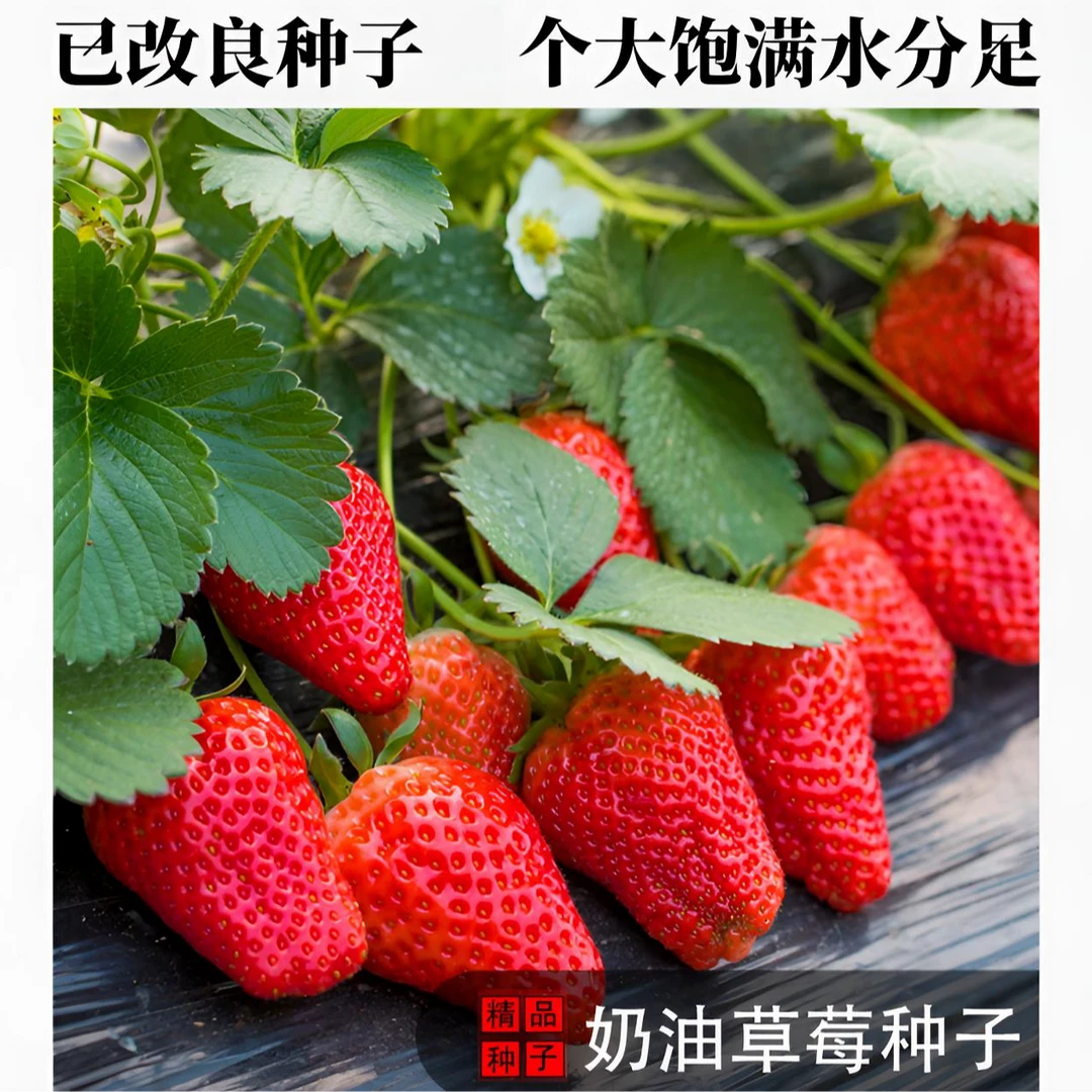 【满5单包邮】送肥料 奶油草莓种子温度适宜四季结果盆栽地栽