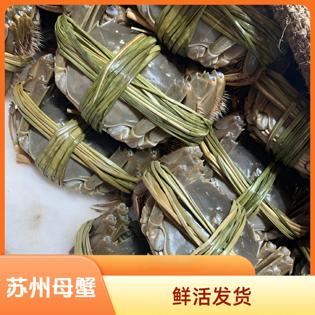 活蟹现货 鲜活大闸蟹母蟹3.1-2.8两8只/10只装 顺丰京东冷链发货