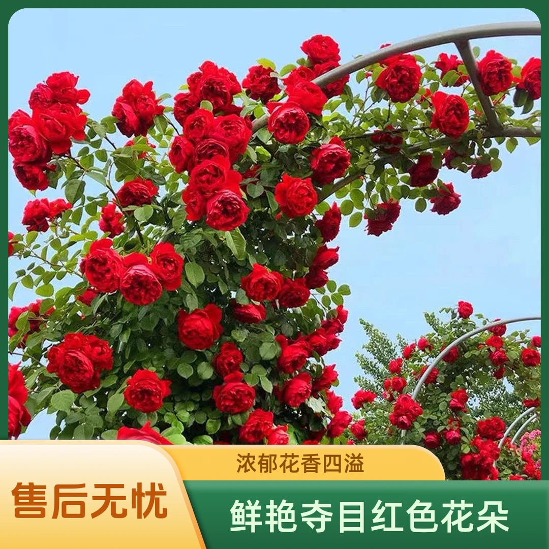 买一送一红色大花藤本月季耐寒抗病庭院花园爬藤攀缘四季开