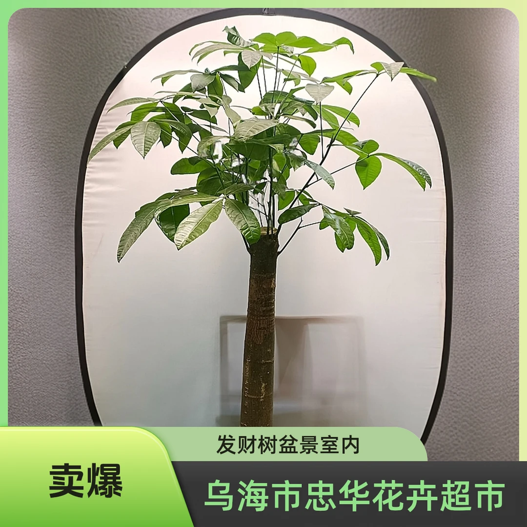 【单杆发财树】室内植物客厅绿植大型室内大棵盆景办公室好养花卉真花。【花高约1.8m、冠幅约0.65m】