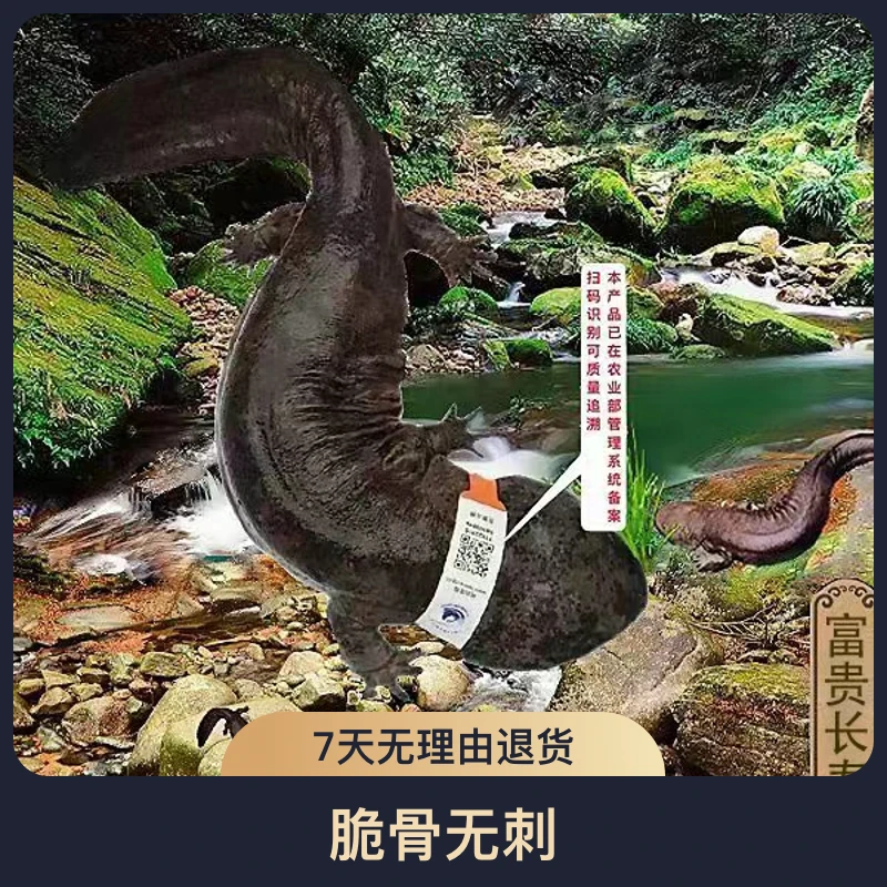 人工养殖娃娃鱼顺丰包邮鲜活水产滋补美食