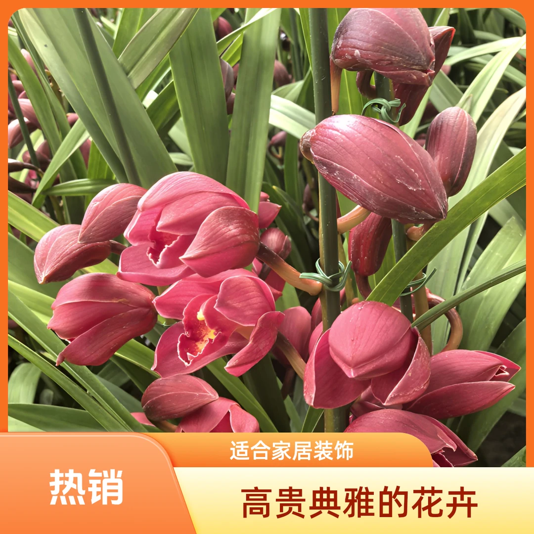 兰花-大花蕙兰（恭喜发财）室内落地款