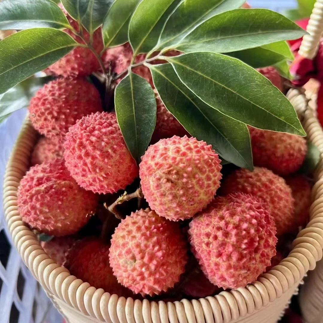（d顺丰冷链产地直发）老树桂味荔枝 正宗茂名高州荔枝 店铺专属