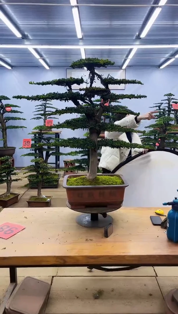 【闪购商品】高端盆景一物一拍，所见即所得