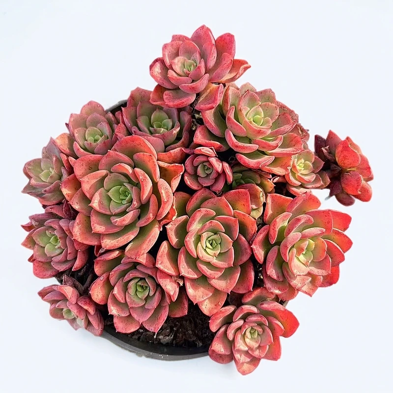 【高贵】 带盆土 群生多头 两单包邮 燕子多肉