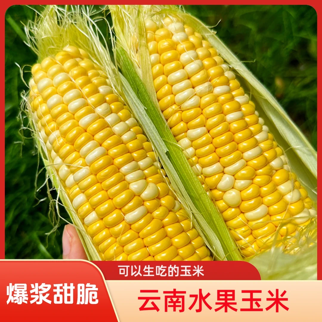 【到手3斤】云南金银水果玉米新鲜现摘脆甜玉米爆浆嫩轻食整箱包邮