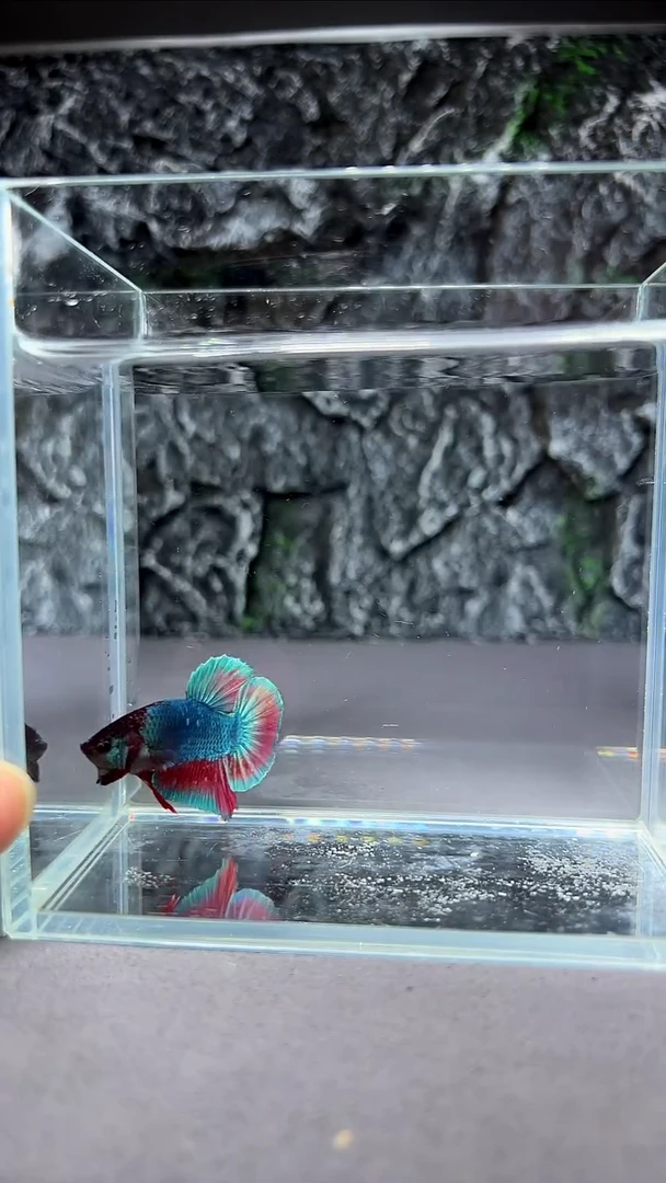 斗鱼竞拍链接A029