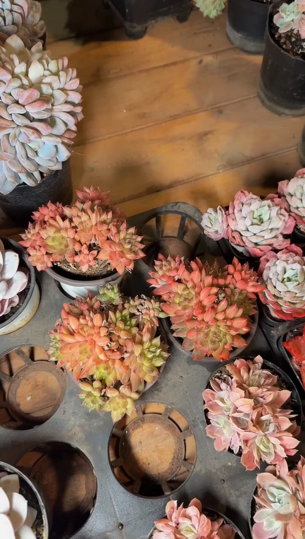 80#多头甲骨文（8-10cm）整桩有砍脱土