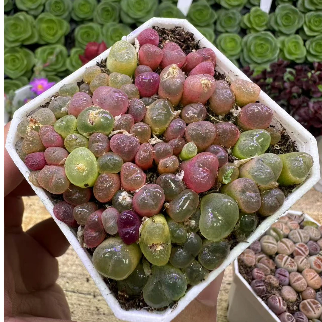 毛汉尼一盆 可开花室内桌面盆栽