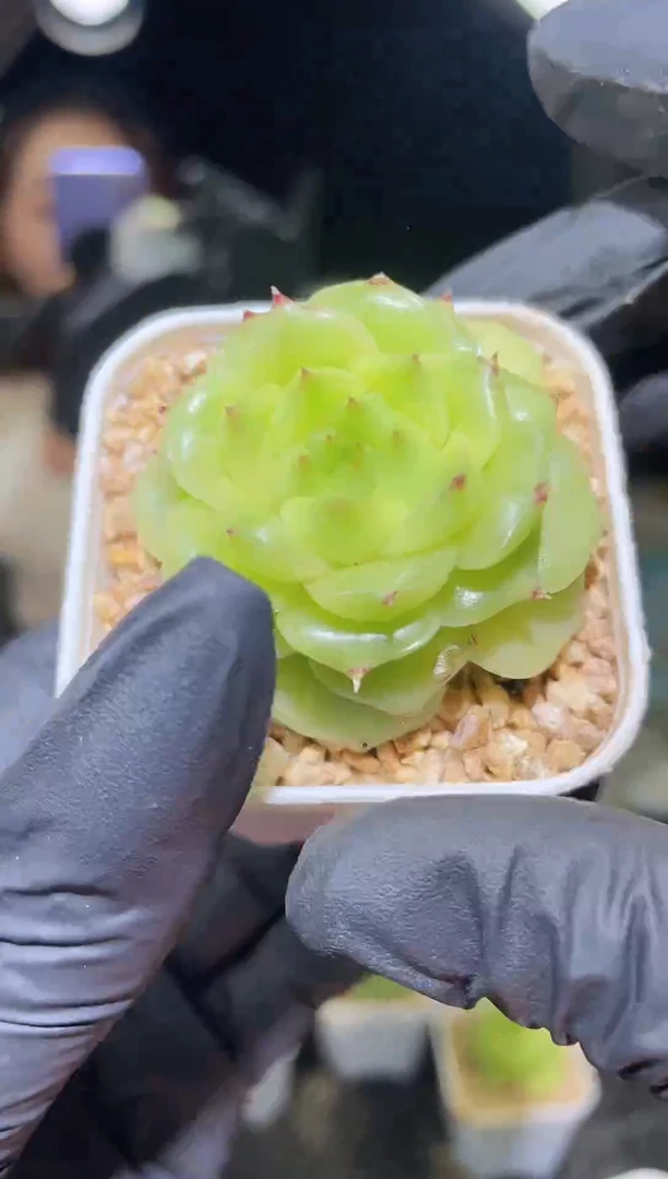 1164 白银祭司珍妮 3.5-4.0厘米左右 量拍随机发