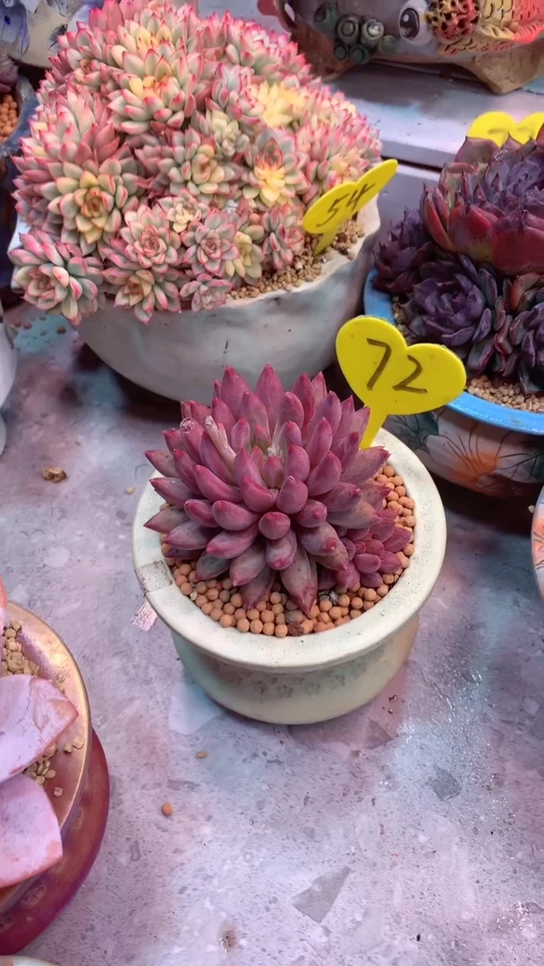 72 模特区 虞美人