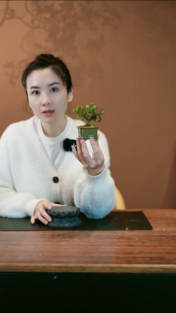 【闪购商品】盆景栀子花 小绿