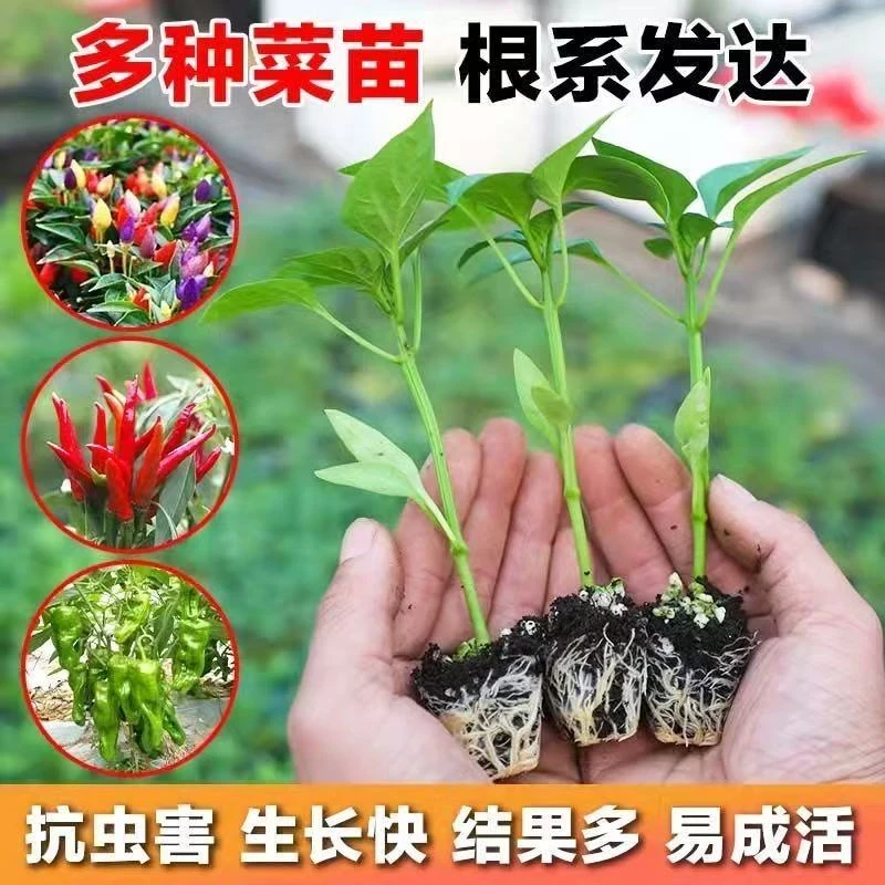 辣椒苗  种苗四季蔬菜辣椒苗高产优质种苗穴盘苗