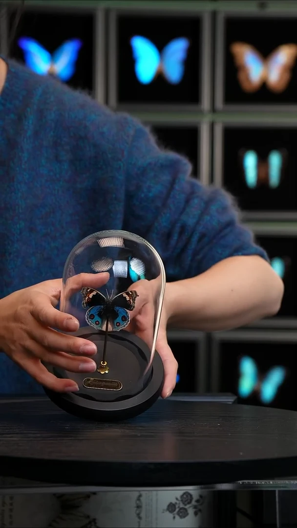 翠蓝眼蛱蝶玻璃罩款