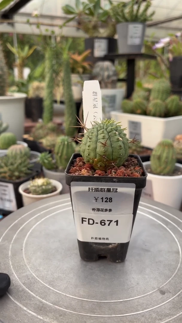 扦插群星冠FD-671