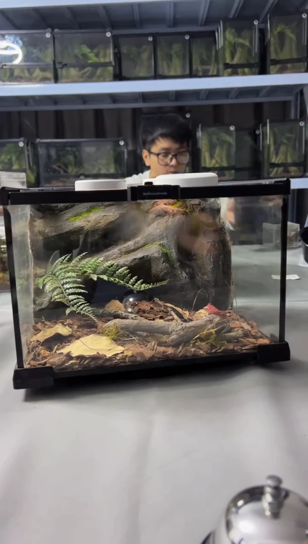 玻璃【长30宽30高20】爬宠造景缸睫角守宫树栖蜘蛛饲养箱爬宠爬虫缸