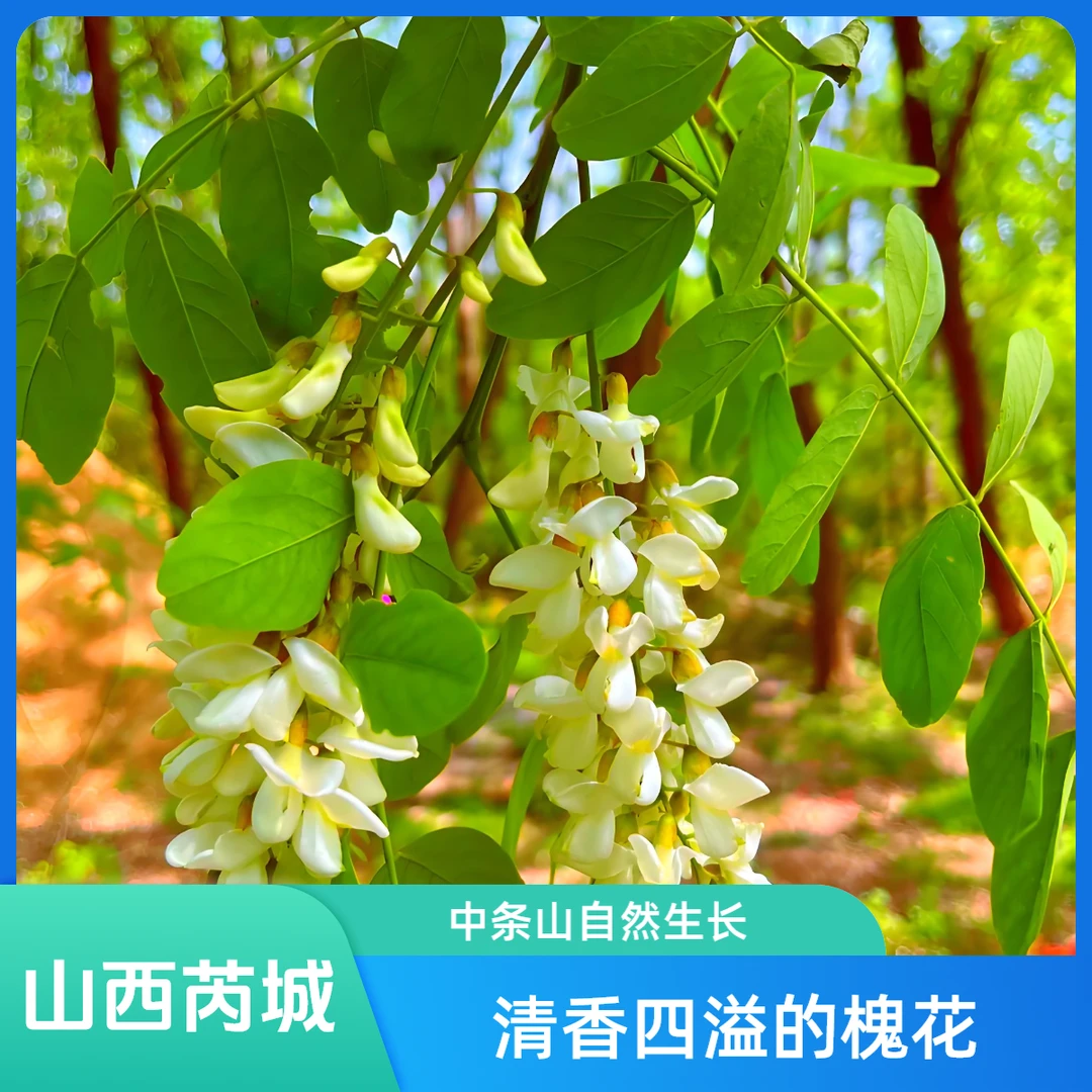 中条山新鲜槐花洋槐花骨朵现摘