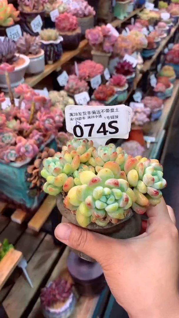 074S（一物一拍实付满28发货，默认不带盆土）