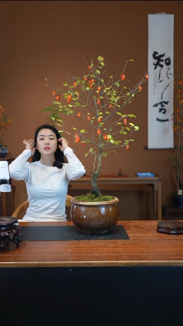 全部花朵老鸦柿盆景盆景