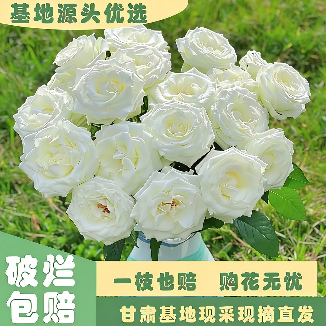 【10支/20支骄傲白玫瑰】收到需醒花 甘肃基地鲜切直发