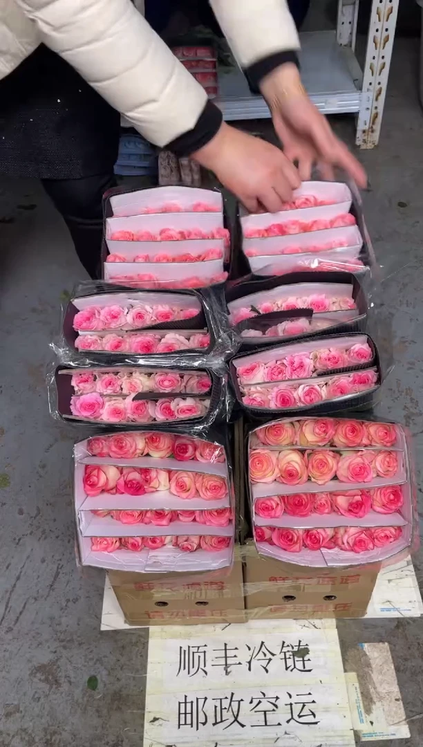 艾沙20枝+洛神20枝+戴安娜20枝