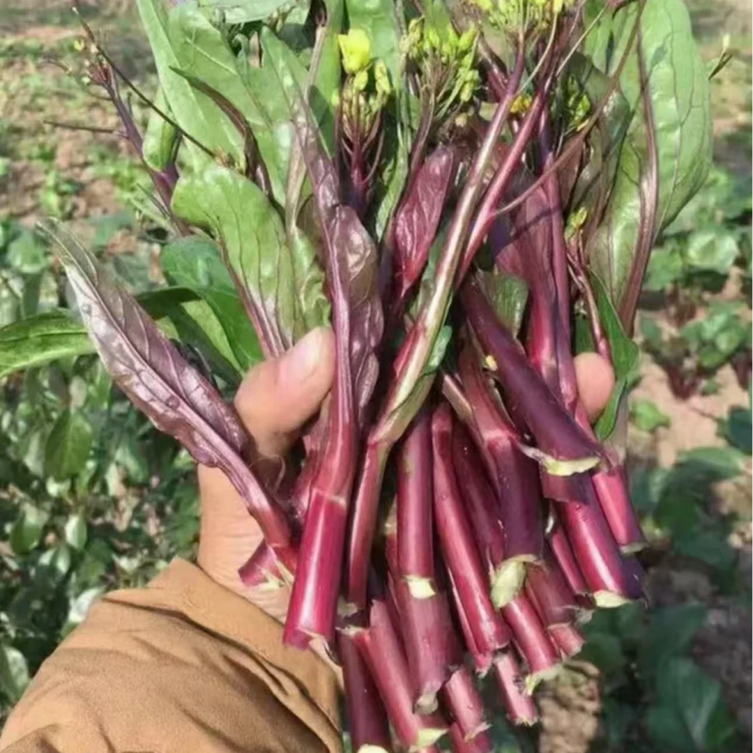 【红菜苔种子】家庭阳台小院四季种植盆栽地栽易种易活