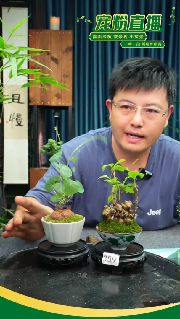 无花朵糖*苔藓微景观359号