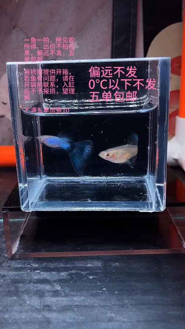 孔雀鱼孔雀鱼 53