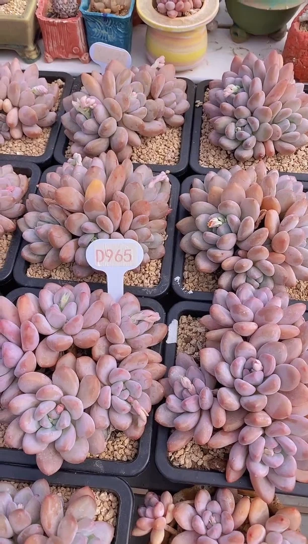 【闪购商品】D965-香水大群5头脱土发（量拍）