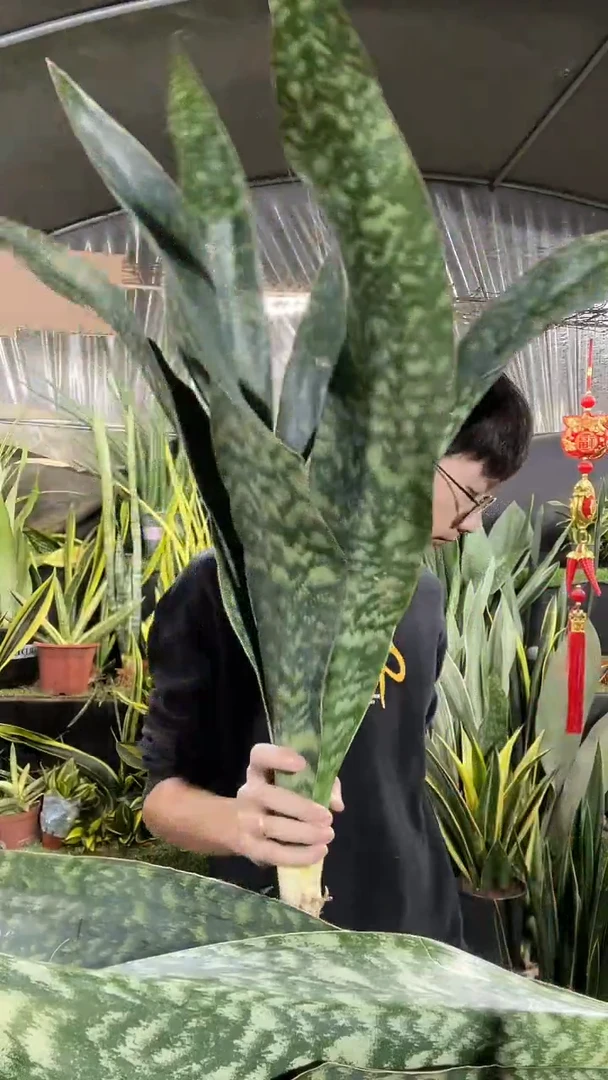 大号嘉宝虎皮兰裸根39.8
