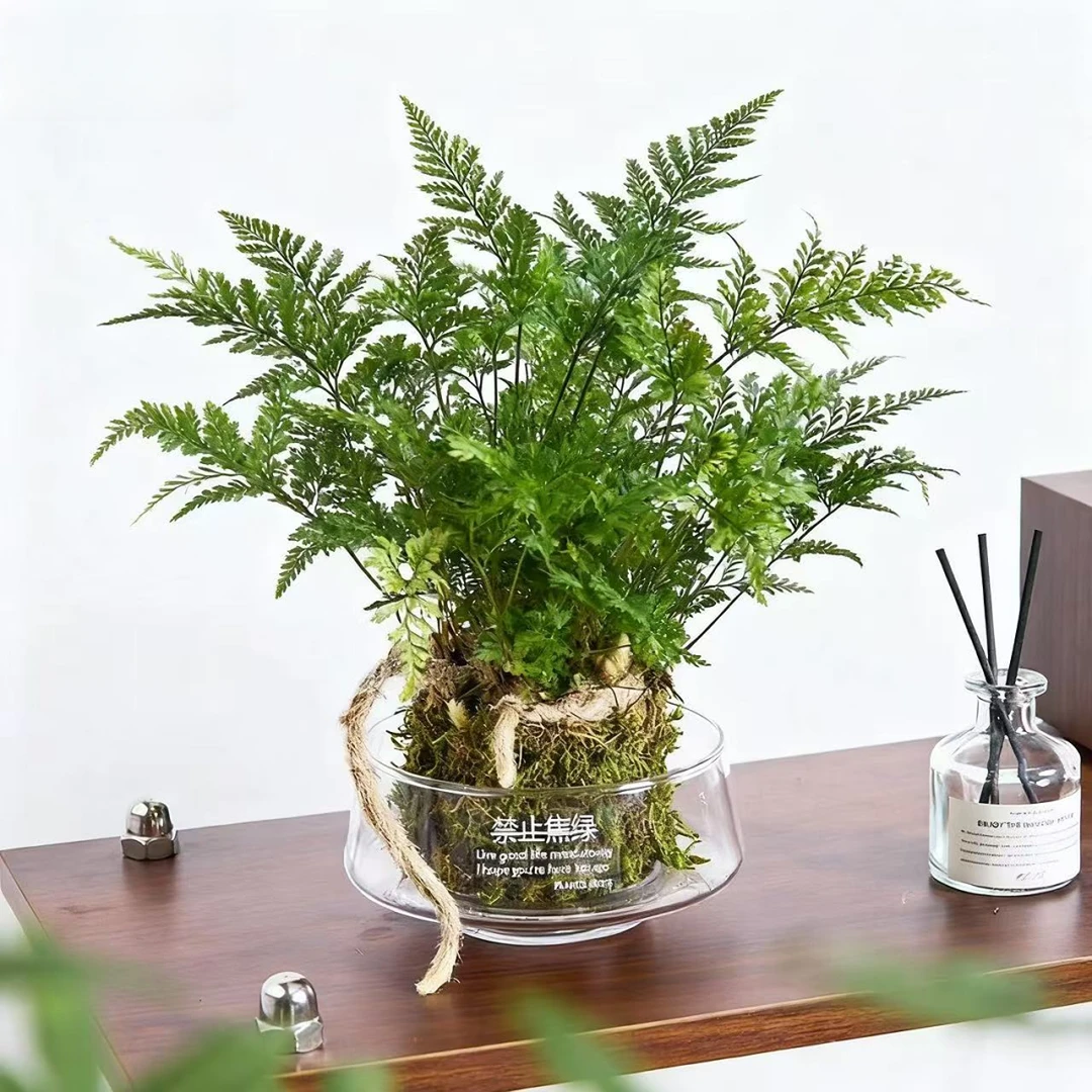 狼尾蕨盆栽水培苔藓球植物室内花美观好养四季常绿耐阴客厅卧室花