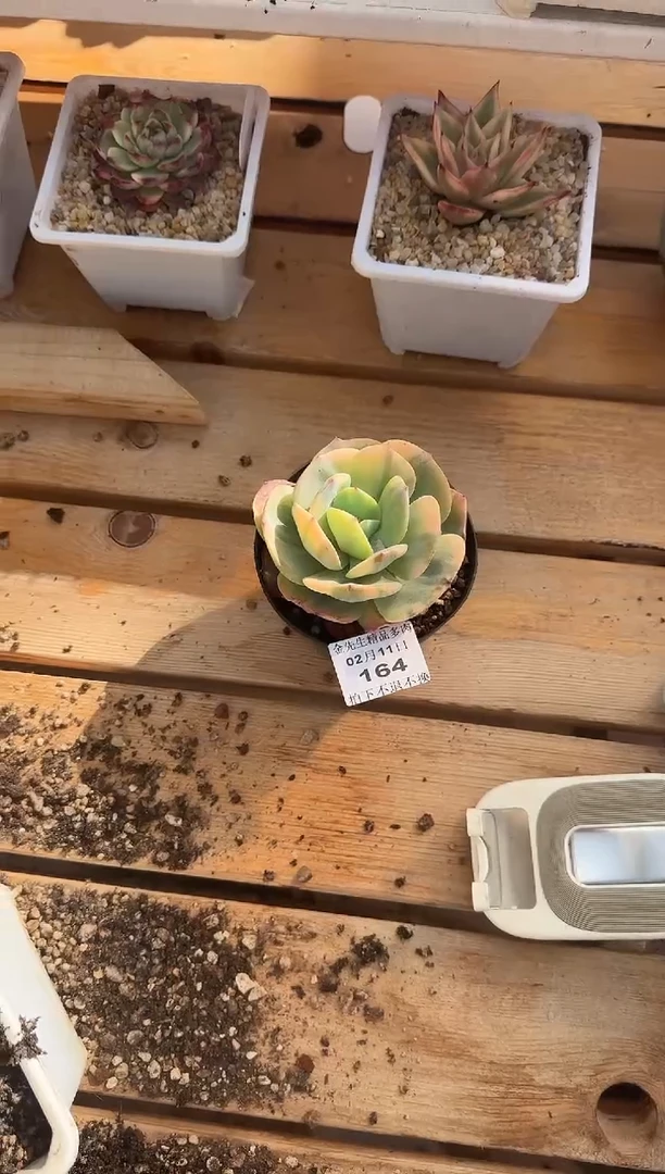 【闪购商品】0211-164白凤锦