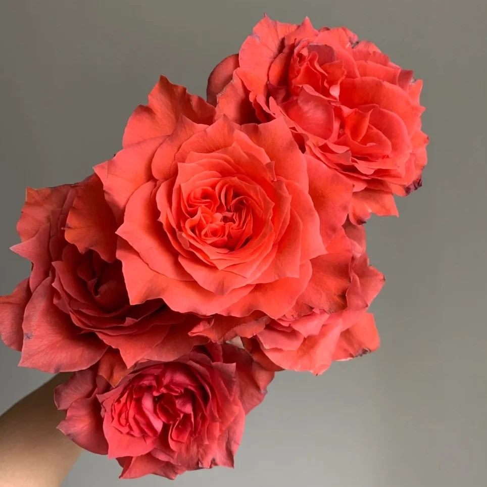 【玉海棠】橘色系玫瑰 5℃以下地区必拍保温棉 不拍冻坏不售后